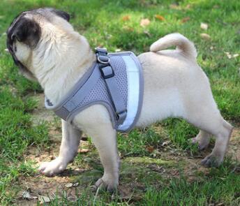 Dog Harness