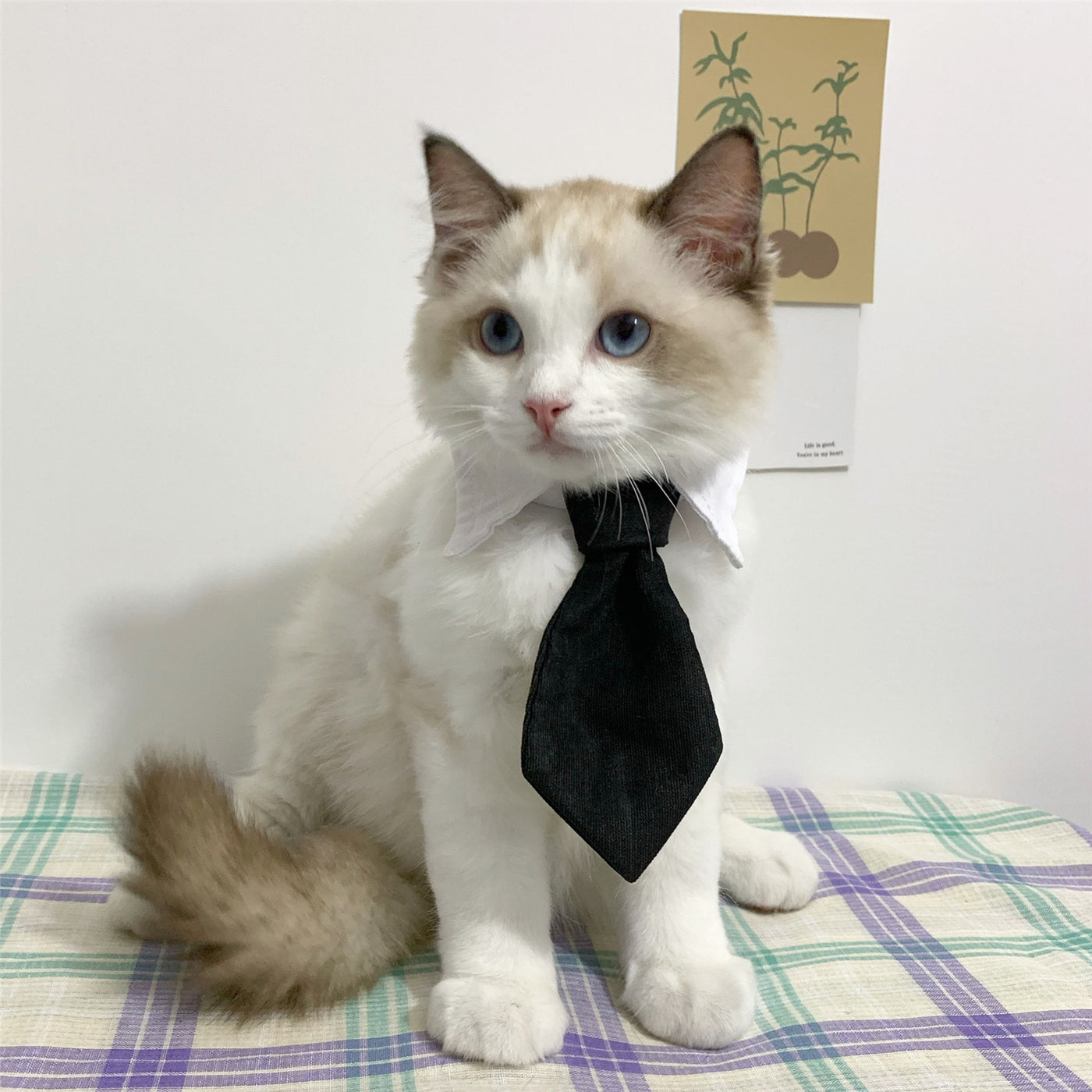 Gentleman Tie Cat Collar