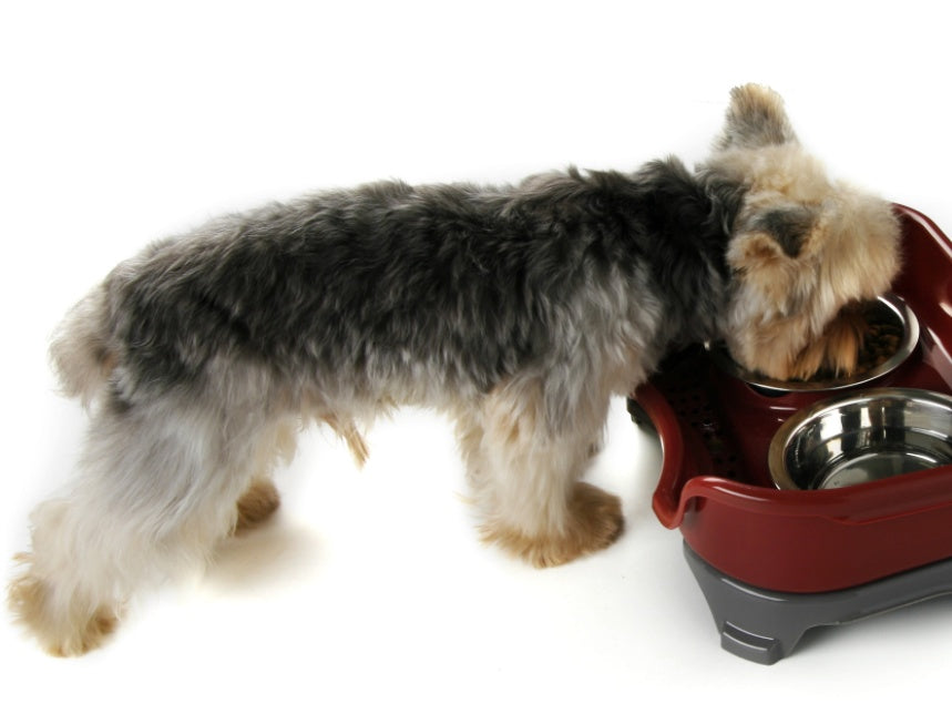 Splash-Proof Stainless Steel Dog & Cat Double Bowl